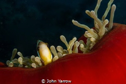 Anemonefish. I could happily spend a whole dive watching ... by John Yarrow 